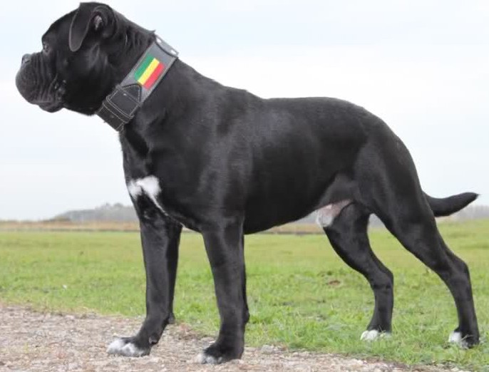 Adorable Black Bulldog Standing