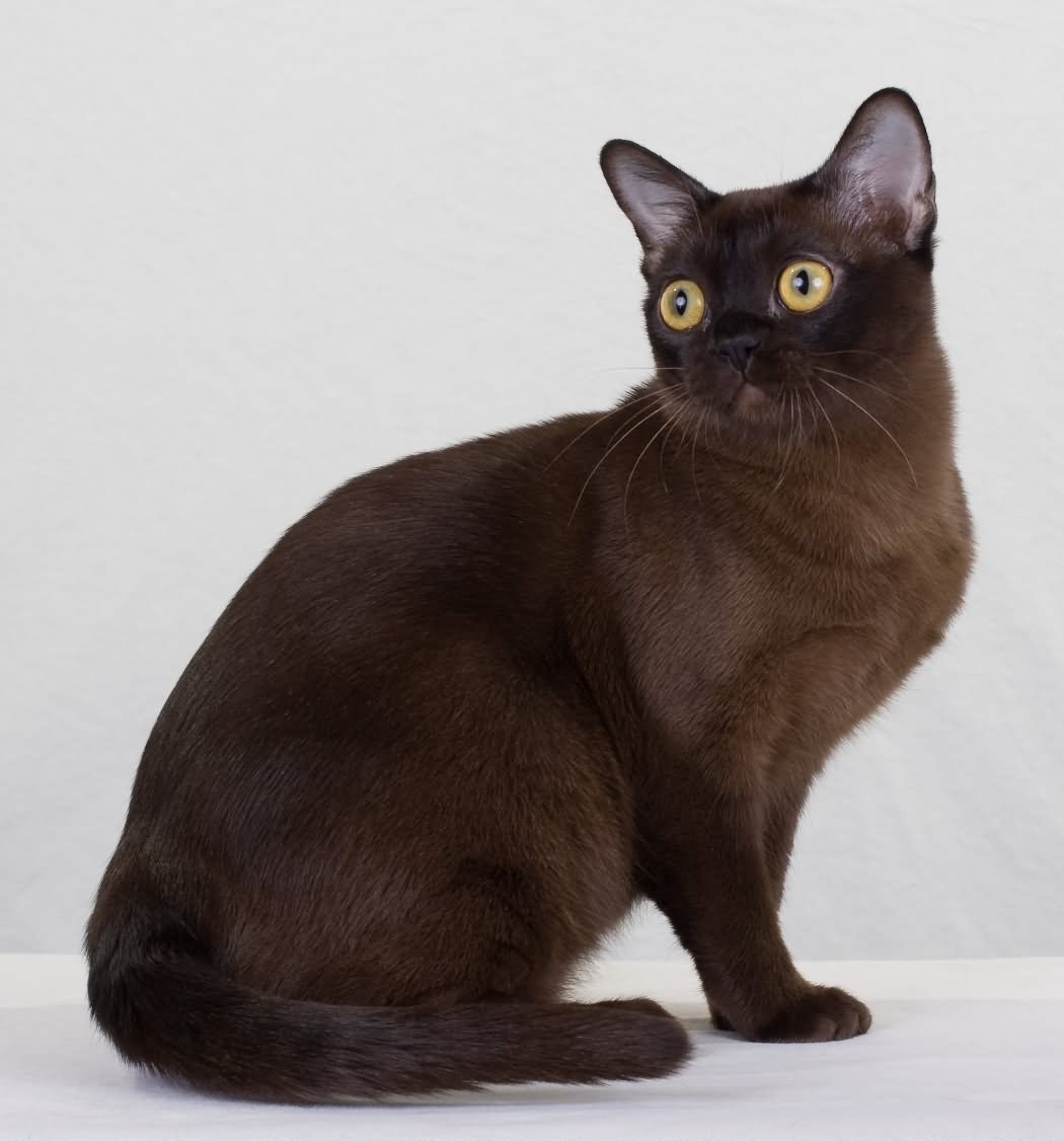 46 Black Burmese Cat Pictures And Photos