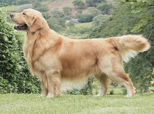 Adorable Golden Retriever Dog Picture