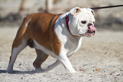 Adult Male Bulldog Picture