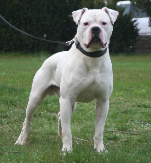 15+ Very Beautiful White Bulldog Pictures And Images