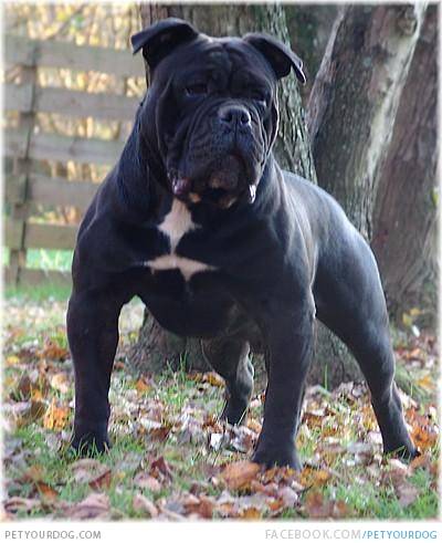 Awesome Black Bulldog In Garden