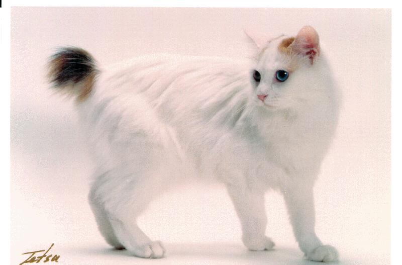 Awesome White Japanese Bobtail Cat Picture