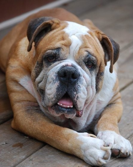 Schedule For Adolescent And Adult English Bulldogs