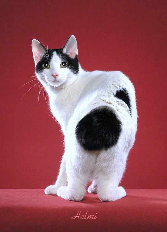 Beautiful Black And White Japanese Bobtail Cat Looking Back