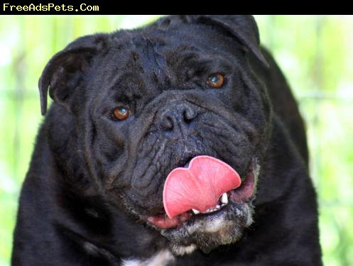 Beautiful Black Bulldog Face