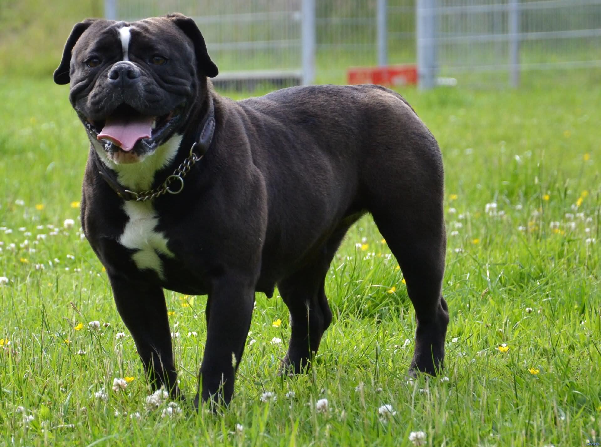 30 Most Beautiful Black Bulldog Pictures