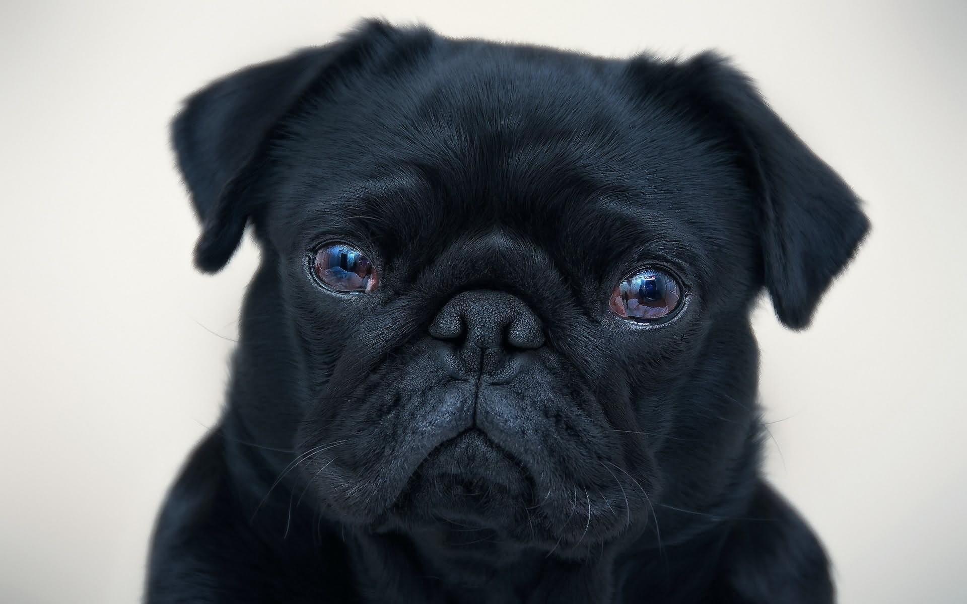 Beautiful Black Bulldog Puppy Face Picture