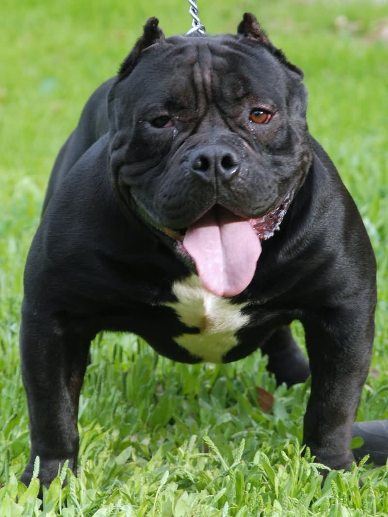 Beautiful Black Bulldog