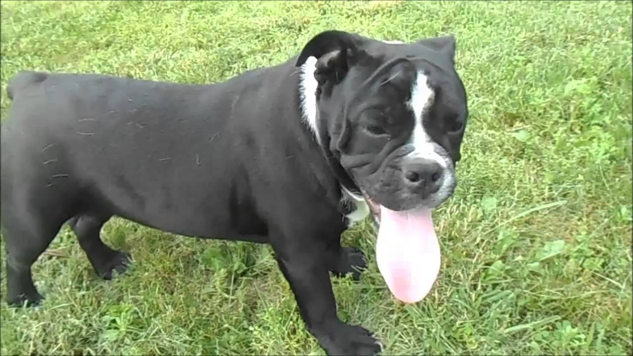 Beautiful Black English Bulldog Picture