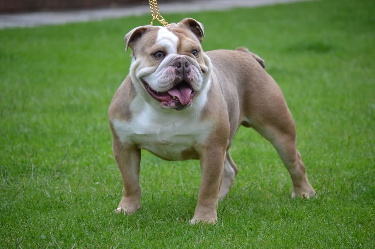 Beautiful Bulldog Standing In Lawn