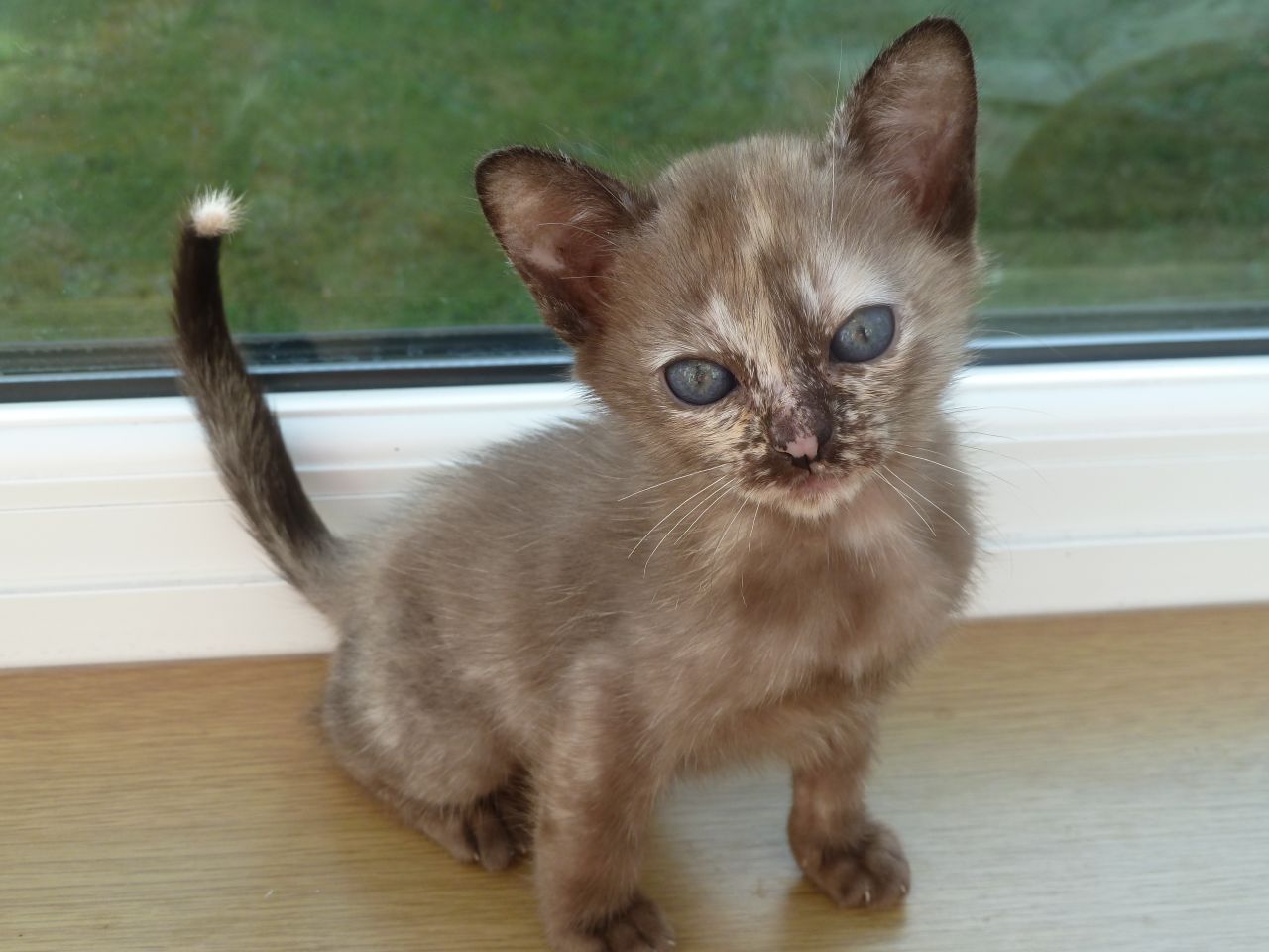 50+ Most Cute Burmese Kitten Pictures And Images