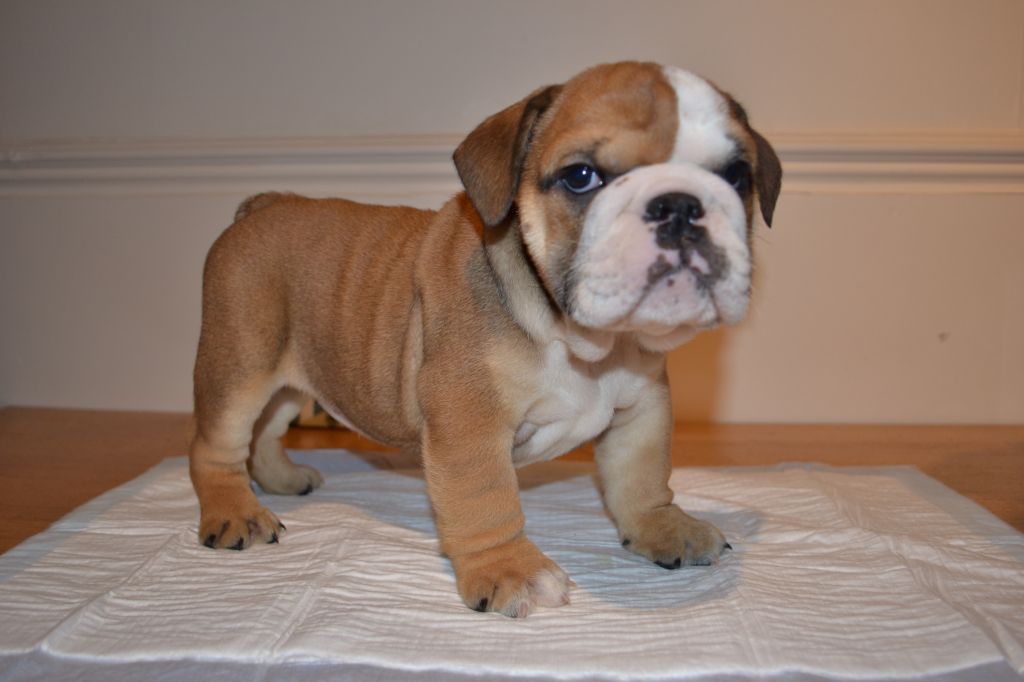 50+ Very Cute Bulldog Pictures And Photos