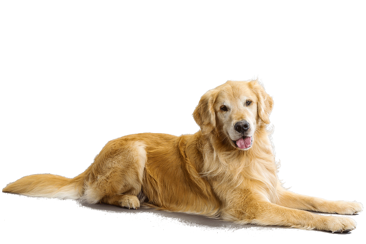 Beautiful Golden Retriever Dog Sitting
