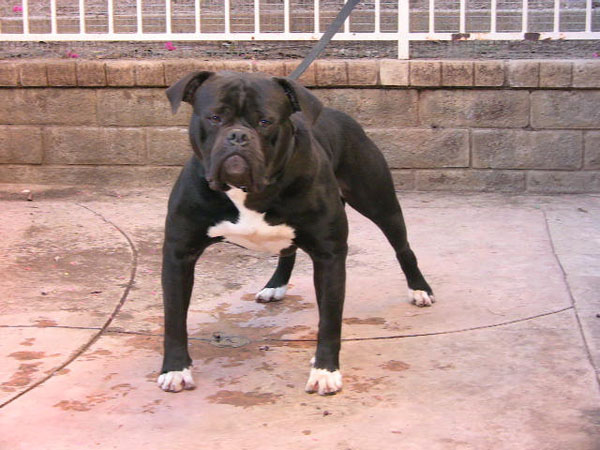Black American Bulldog Picture