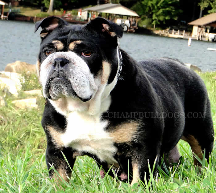 Adorable Black English Bulldog Puppy