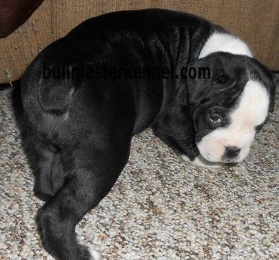 Black And White Bulldog Puppy Relaxing