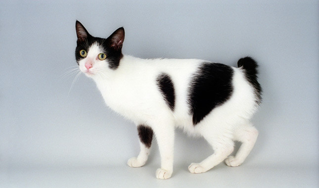 Black And White Japanese Bobtail Cat Picture