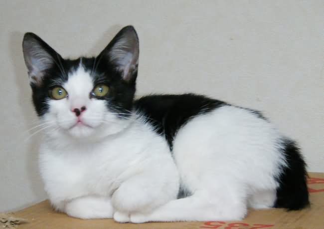 Black And White Japanese Bobtail Cat Sitting Image