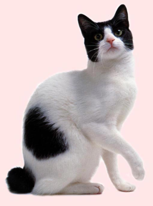 Black And White Japanese Bobtail Cat Sitting Picture