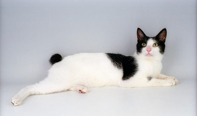 Black And White Japanese Bobtail Cat Sitting