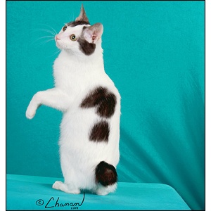 Black And White Japanese Bobtail Cat Standing Up