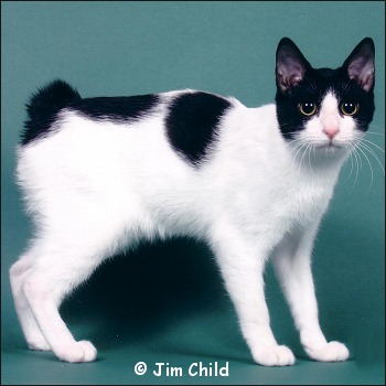 Black And White Japanese Bobtail Cat