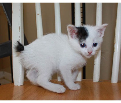 25 Most Cute Japanese Bobtail Kitten Pictures And Images