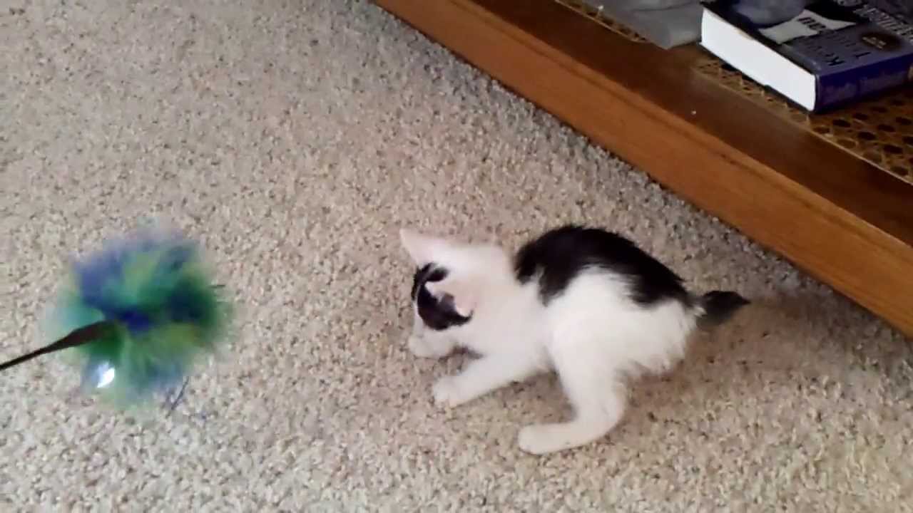 Black And White Japanese Bobtail Kitten Playing With Toy