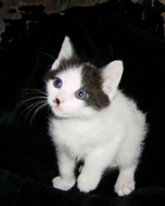 Black And White Japanese Bobtail Kitten