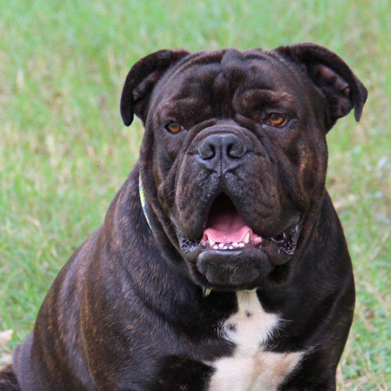 Black Bulldog Face Picture