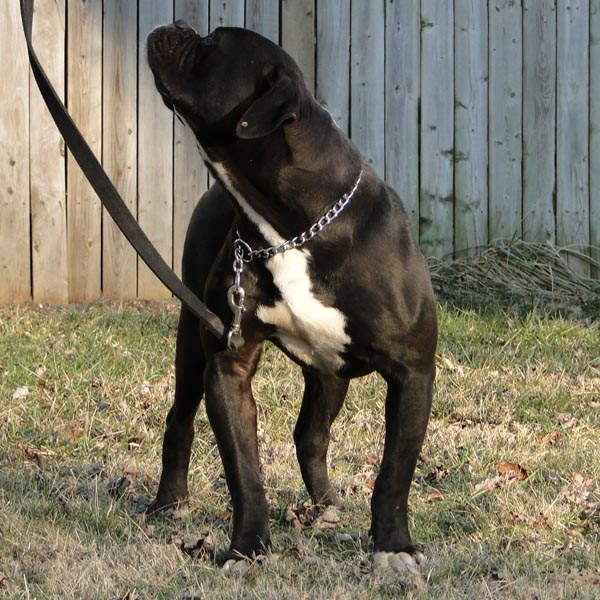 Black Bulldog Image