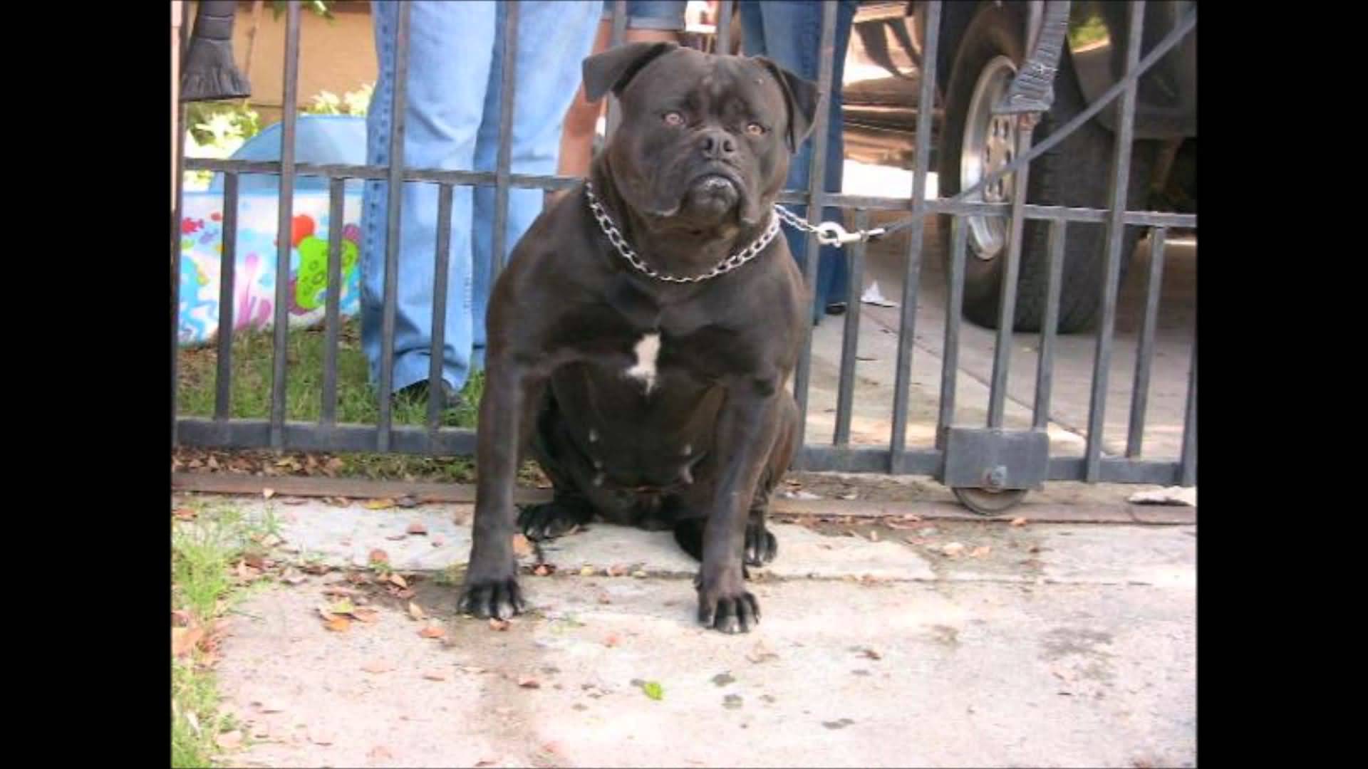 Black Bulldog Sitting Picture