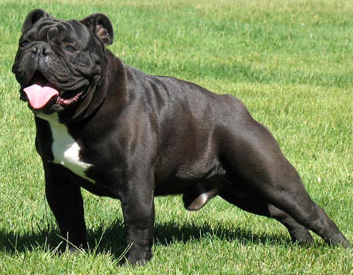 Black Bulldog Standing On Grass