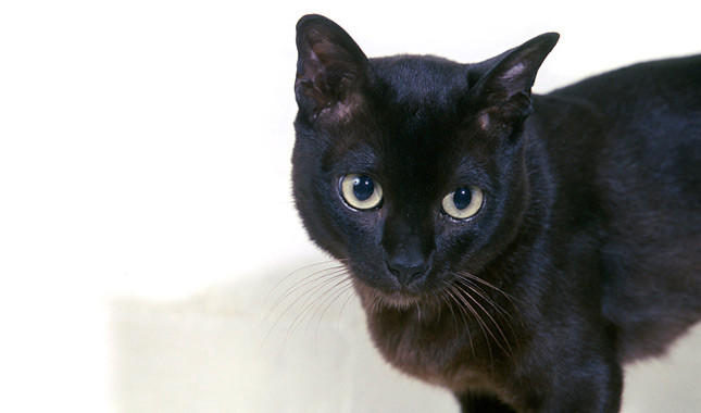 Black Burmese Cat Picture