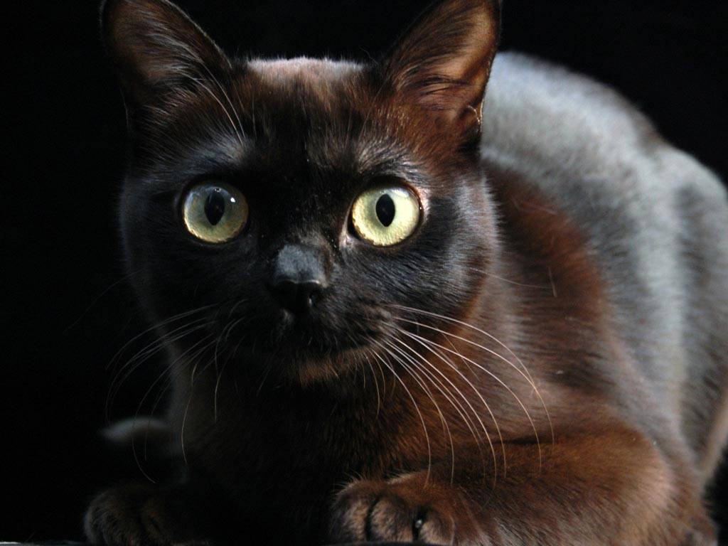 Black Burmese Cat With Yellow Eyes Picture
