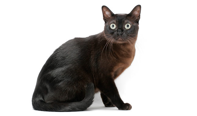 Black Burmese  Cat
