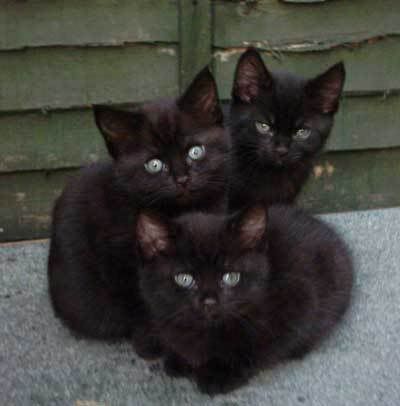 Black Burmese Kittens