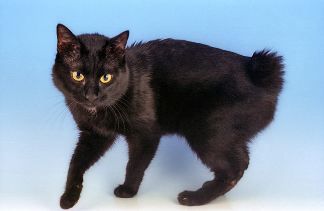 Black Japanese Bobtail Cat