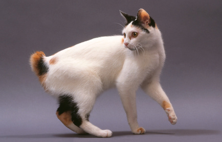 Black Orange And White Japanese Bobtail Cat