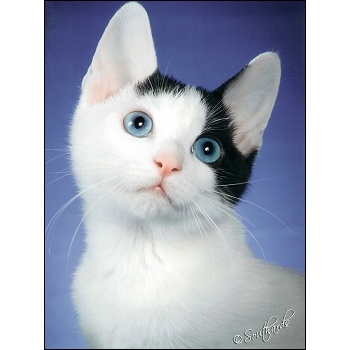 Blue Eyes Black And White Japanese Bobtail Cat Face