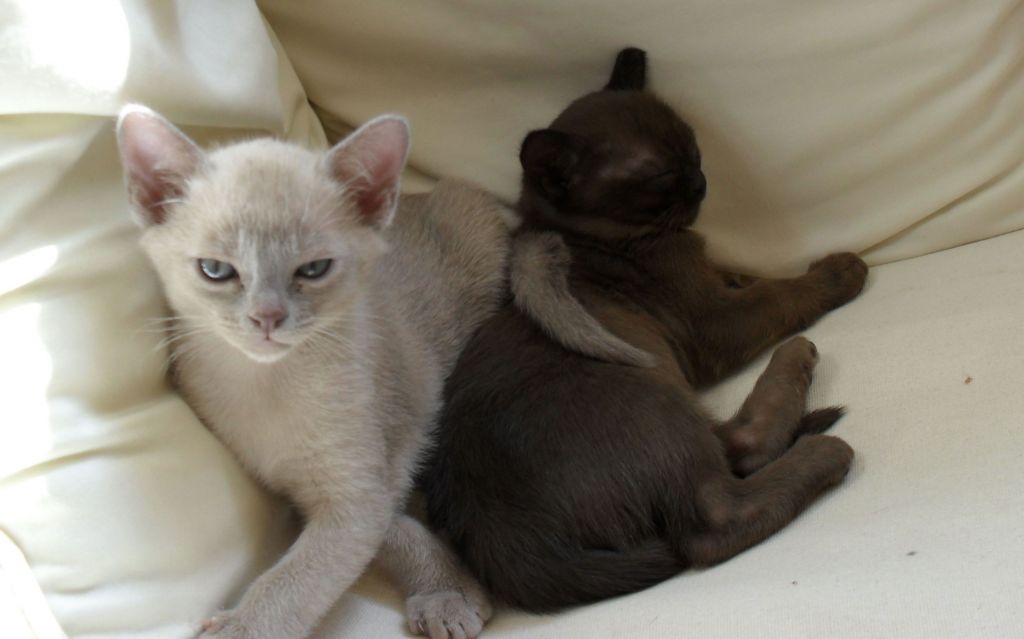 Brown And White Burmese Kittens