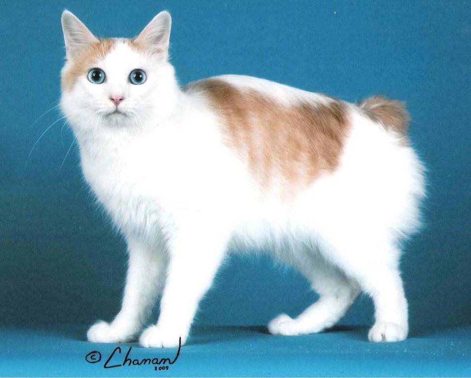 Brown And White Japanese Bobtail