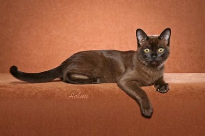 Brown Burmese Cat Sitting