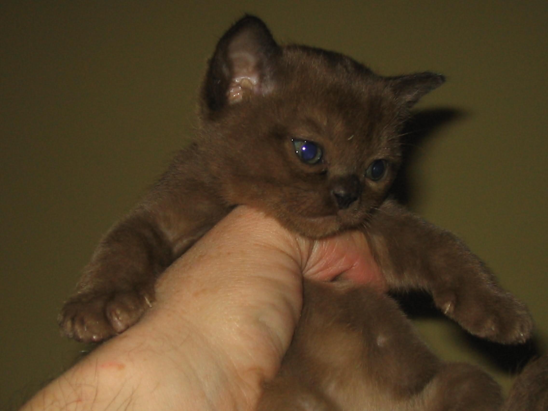 Brown Burmese Kitten In Hand
