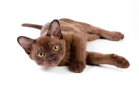 Brown Burmese Kitten Laying With Head Up