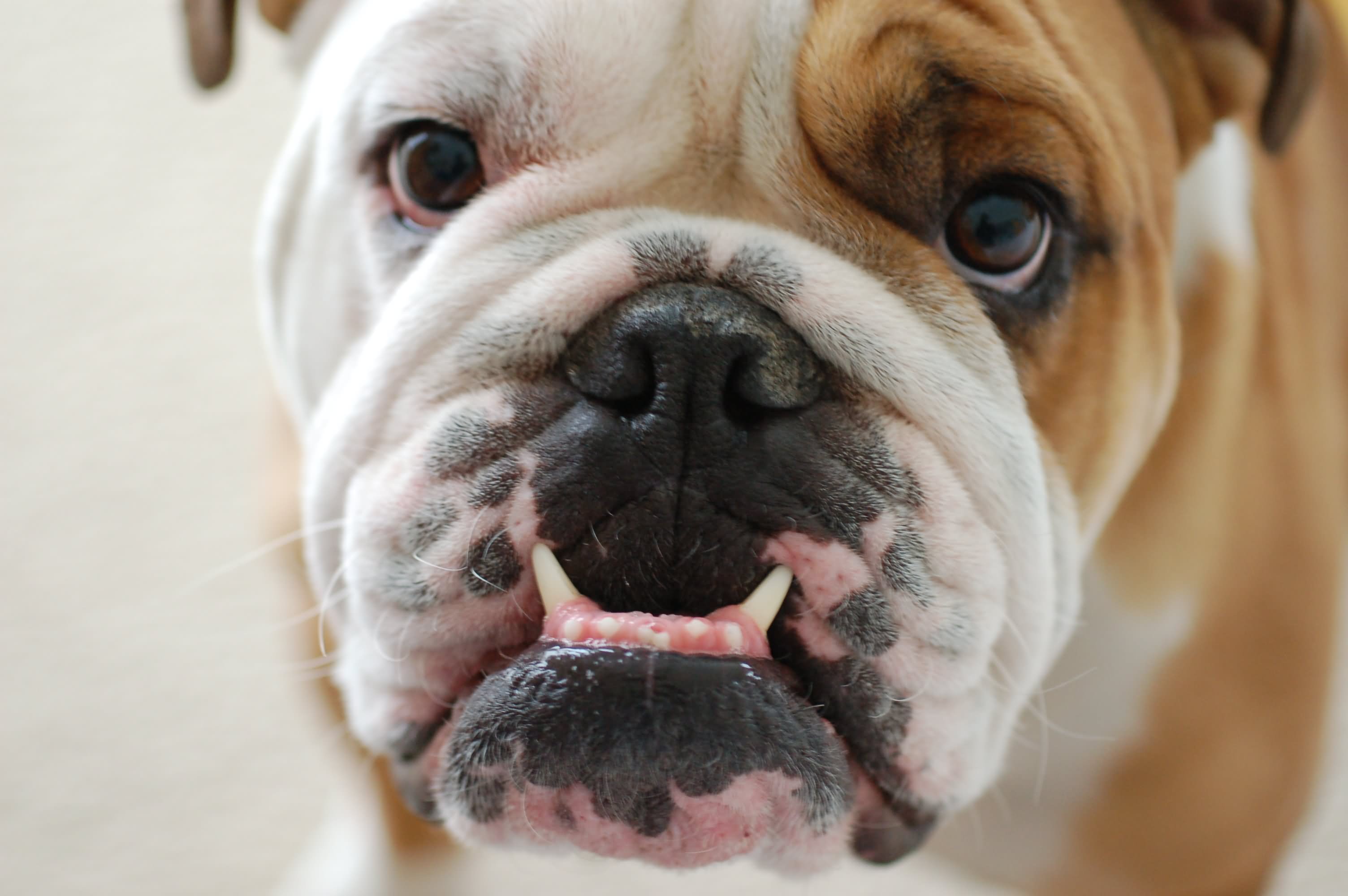Bulldog Face Closeup