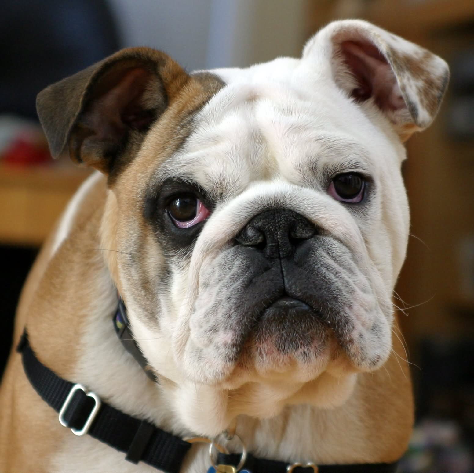 Bulldog Face Picture