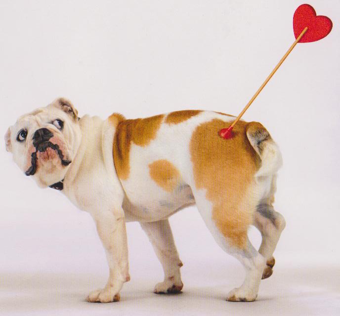 Bulldog Hitting With Heart Dart Picture
