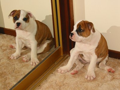 Bulldog Looking Looking Himself In Mirror
